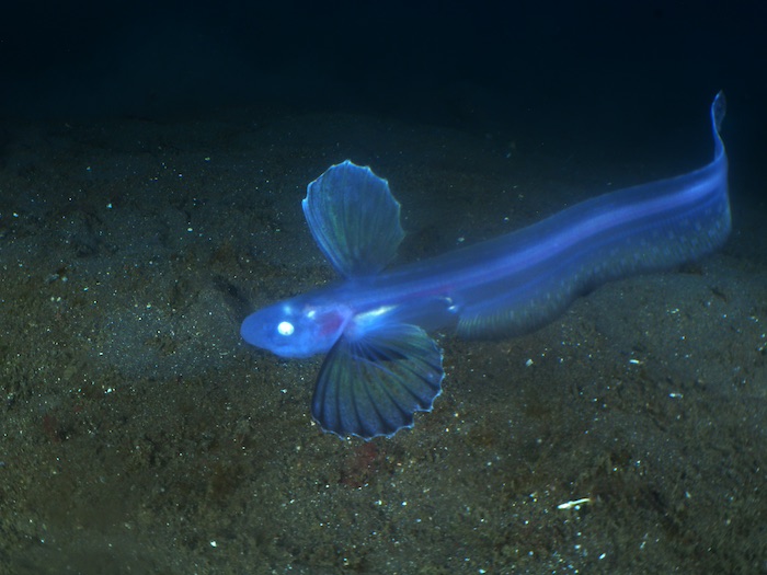 激レア、シャチブリが出現しました！

