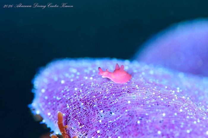 クロヘリアメフラシの幼魚。被写体にもピッタリ！

