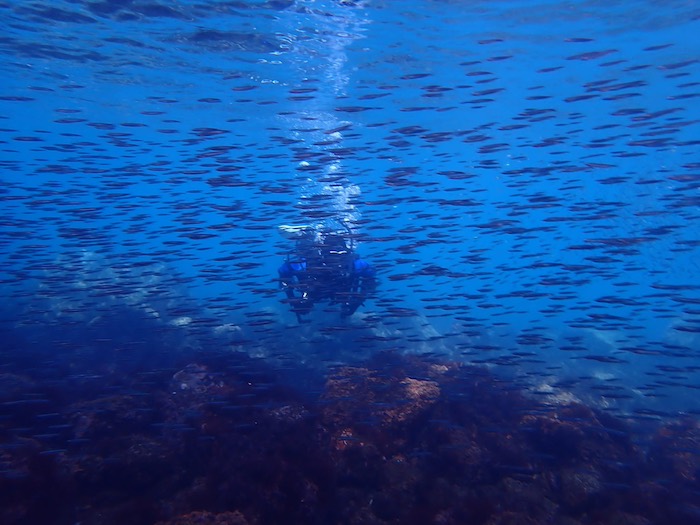 浅瀬にいるキビナゴの群れが美しい！

