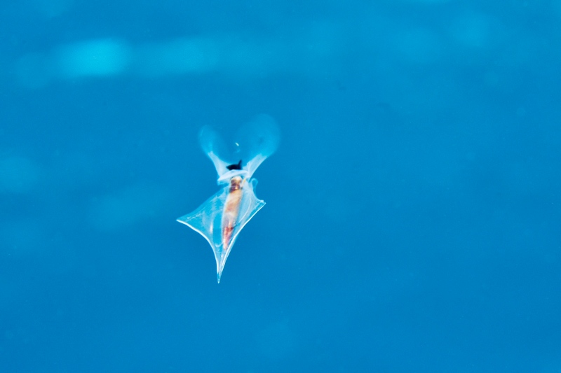 東伊豆・八幡野にウキビシガイの季節到来！
