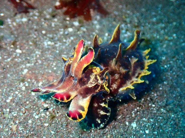 ハナイカが登場中！

