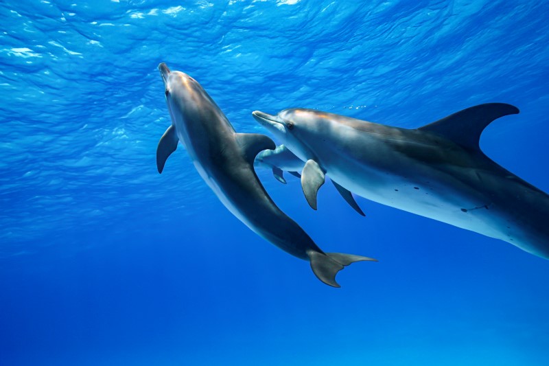 保存版『マリンダイビング2026』の表紙も飾ったバハマ・ビミニ諸島のイルカ Photo by JUN Hasegawa