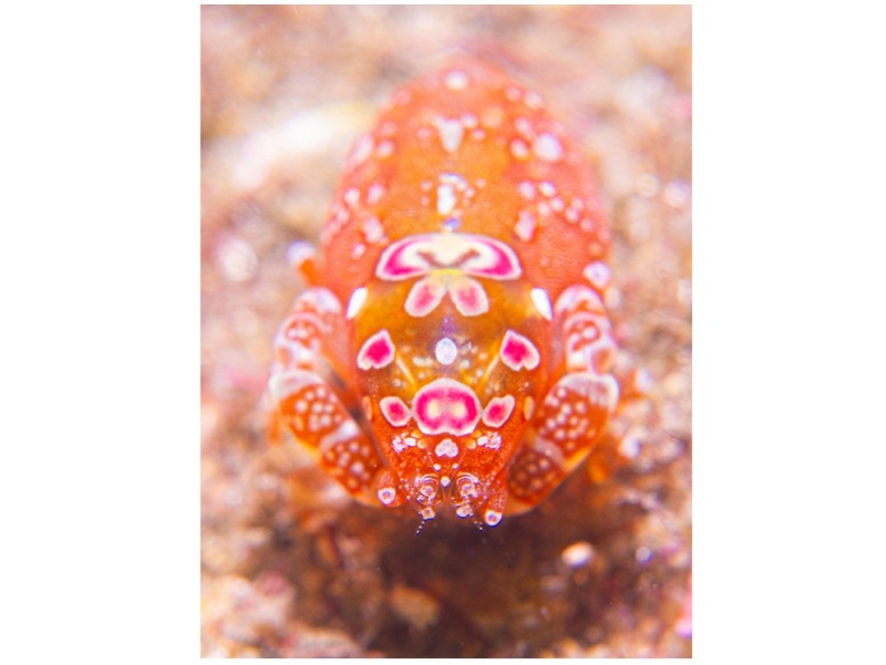 ホヤカクレエビ（写真提供：かっちゃまダイビングサービス）

