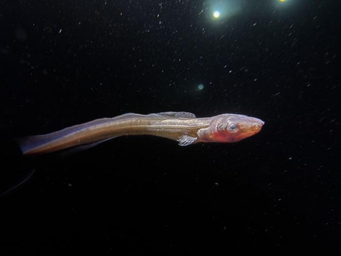 深海性のアナゴ、アイアナゴ


