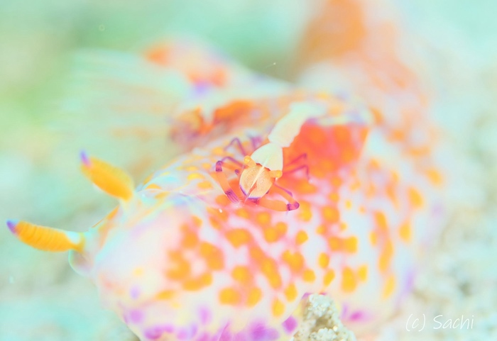 「ゆるふわ」な作風のむらいさちさん撮影

