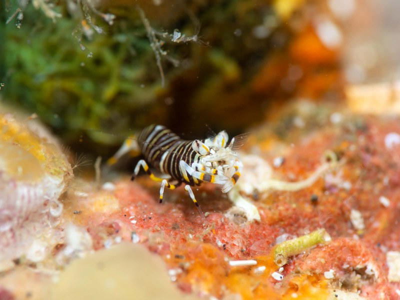 房総半島・勝山 かっちゃまフォトコンテスト作品募集中！