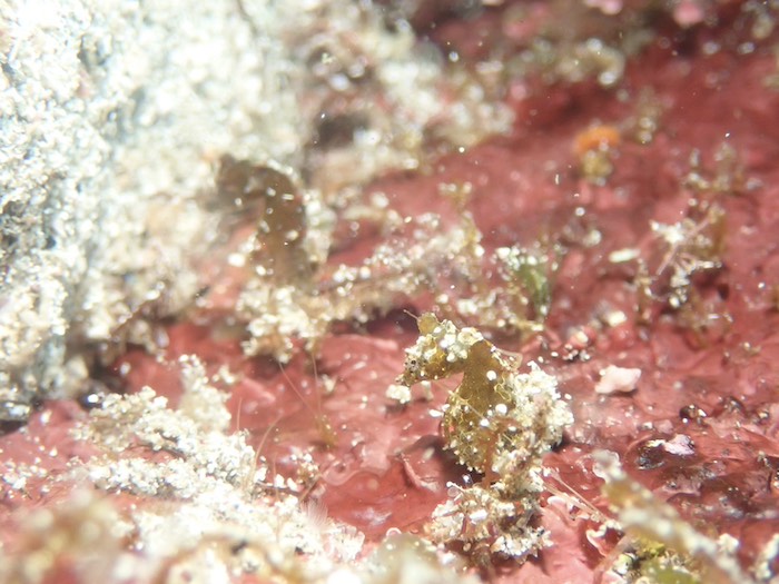 ハチジョウタツが至るところで見られています

