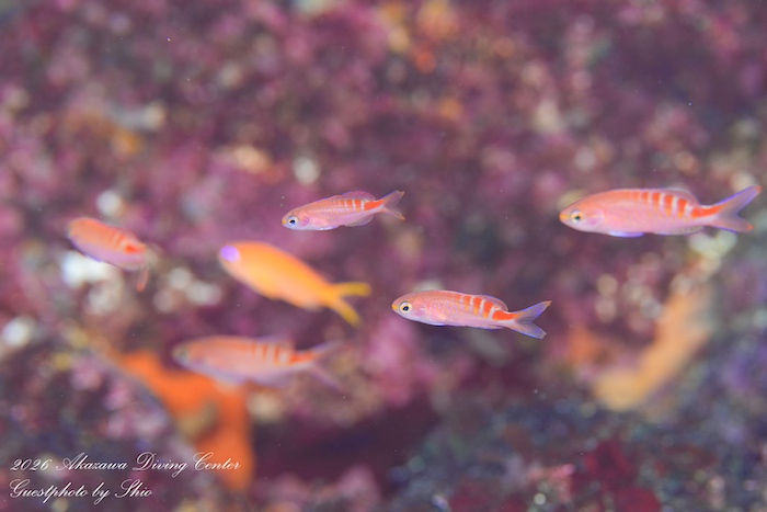 「今の時期でもアカボシハナゴイの幼魚が楽しめるのは、赤沢ならではだと思います」と仲榮眞さん

