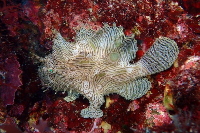 20年以上振り登場した、ゼブラ柄のソウシカエルアンコウ

