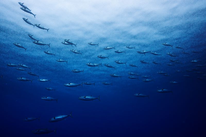 オガンで狙うはイソマグロの群れ

