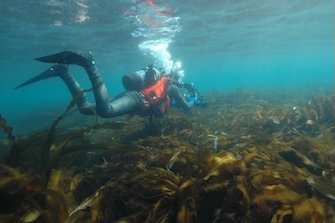 いち早く磯焼けに気づいた渋谷氏は全国の藻場を調査。写真は北海道・増毛　写真／（株）渋谷潜水工業