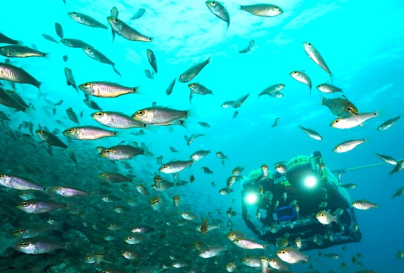 潮流発電が行われている五島・奈留島の海。遠隔操作の水中ビークルROVの周囲に小魚が群れる
写真／（株）渋谷潜水工業
