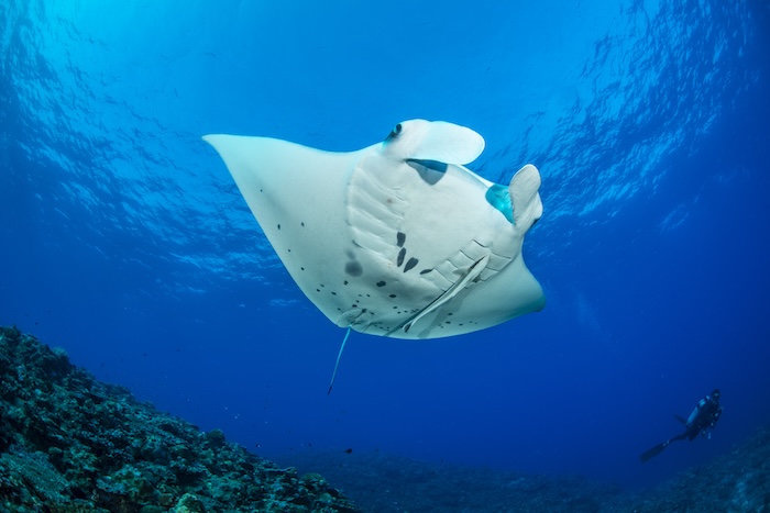 国内エリアで不動の人気を誇る沖縄。2017年に見つかった久米島のマンタスポットはM D Wで真っ先に紹介した。Photo by Marine Photo Library