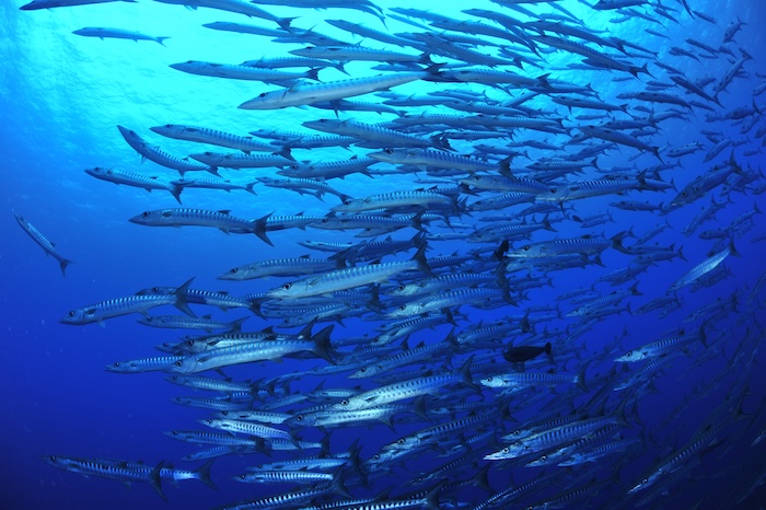 直行便が再開したパラオでは、抜群の透明度と魚群に巻かれる感動を味わえる！
Photo by Marine Photo Library