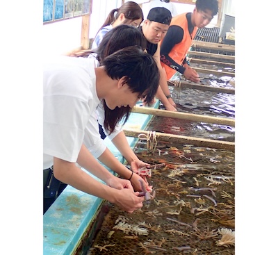 サンゴ苗の研究と育成をいち早く始めた恩納村。植え付けに使うサンゴの苗づくりを体験