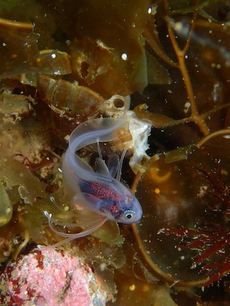 透明感のある体と大きな目が特徴のチコダラ幼魚。かわいい！

