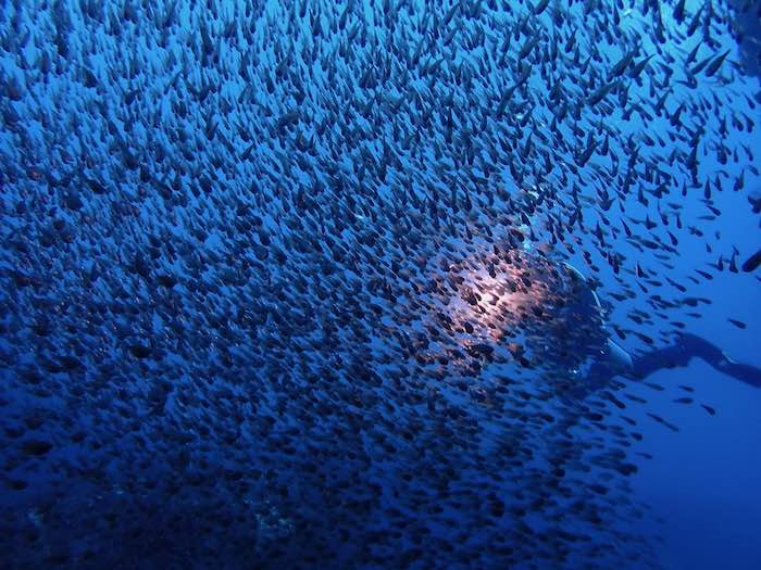 ものすごい魚影の濃さ。雲見ならではの地形と合わせて楽しみたい！

