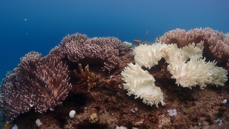 体内に共生する藻類が光合成で栄養を得ているサンゴ。高水温や水質汚染などで共生藻がいなくなり、白くなってしまうのがサンゴの白化現象。世界中で深刻化している　写真／チーム美らサンゴ