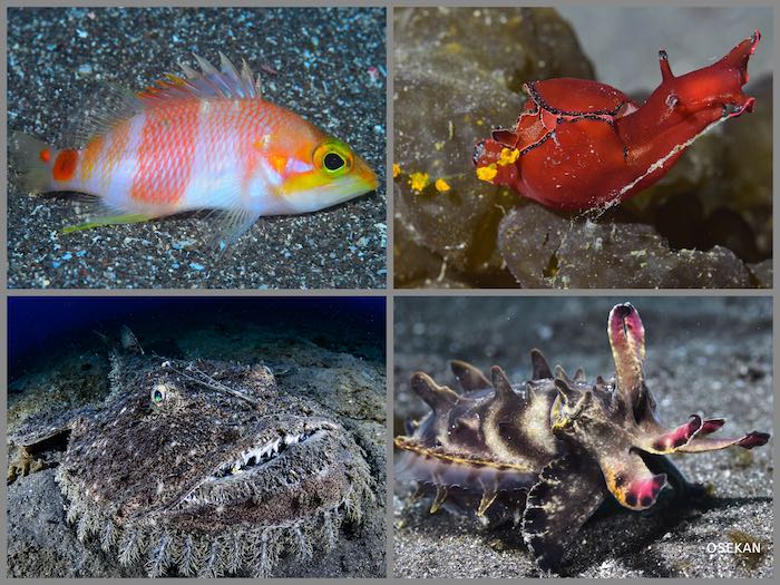 アズマハナダイ（左上）、クロヘリアメフラシ（右上）、キアンコウ（左下）、ハナイカ（右下）。レア＆人気生物とこんなに会えるなんて、贅沢な海！

