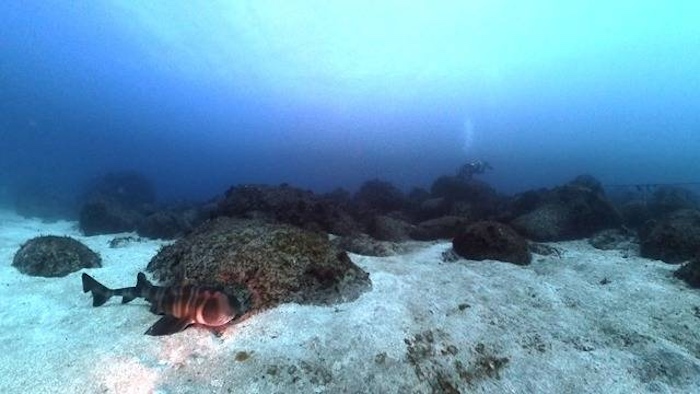 「藤三」で出会えるネコザメ

