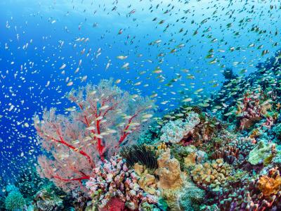 原田清美さん撮影作品
