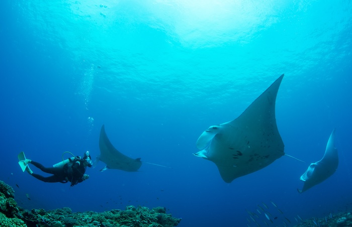 魚群や大物登場のサプライズがある沖縄の海。写真は西表島「鹿ノ川」
Photo by Marine Photo Library
