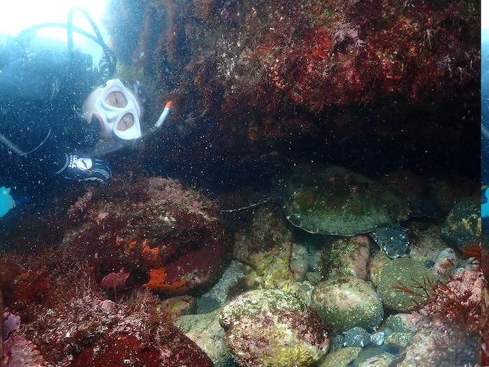 何度会えても嬉しいウミガメ。今なら高確率で遭遇できています！

