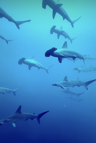 こんなビッグなハンマーヘッドシャーク群れを当てたいところ！

