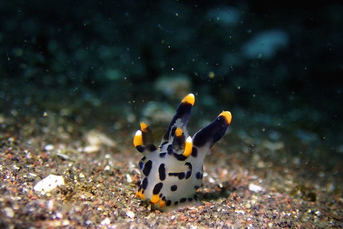 ツノザヤウミウシをはじめ、ウミウシの仲間がたくさん出現中！

