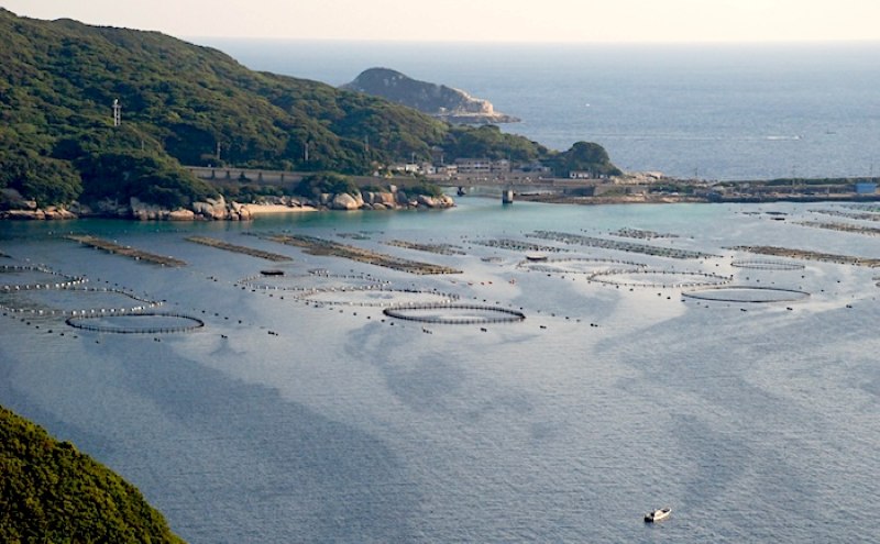 高知県南西端に橋で結ばれた柏島。黒潮の恵み、豊後水道の出入り口という絶好のロケーションは生物の宝庫！
Photo by Marine Photo Library
