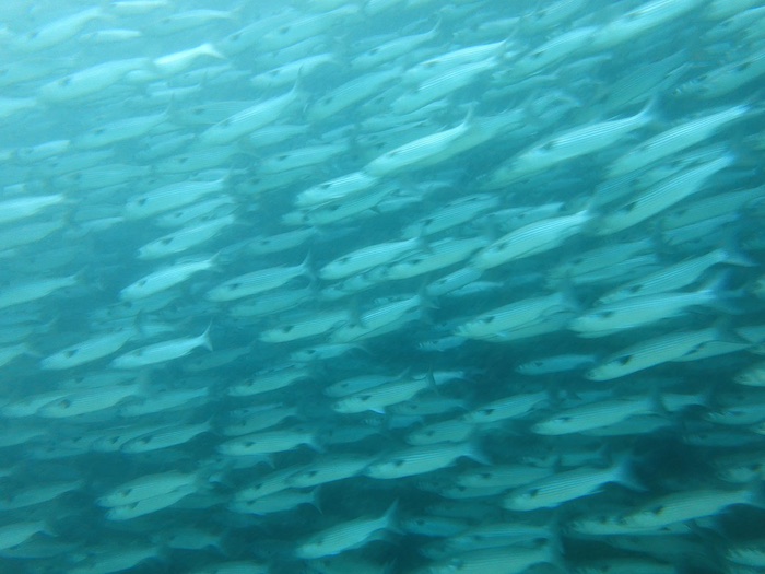 目の前に壁のように立ちはだかるボラの大群。圧巻です！

