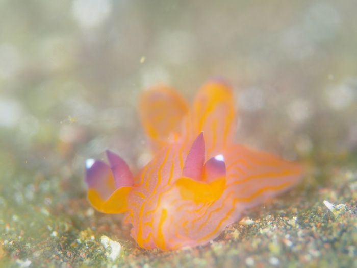 人気のクチナシツノザヤウミウシ。被写体として映えますね！

