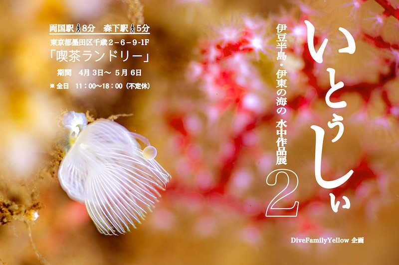 ダイブファミリーイエロー写真展開催