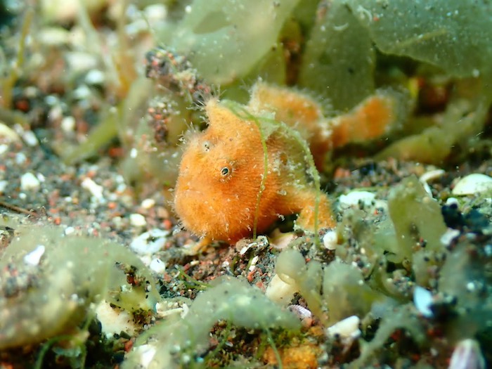 カエルアンコウの幼魚も増えてきています！

