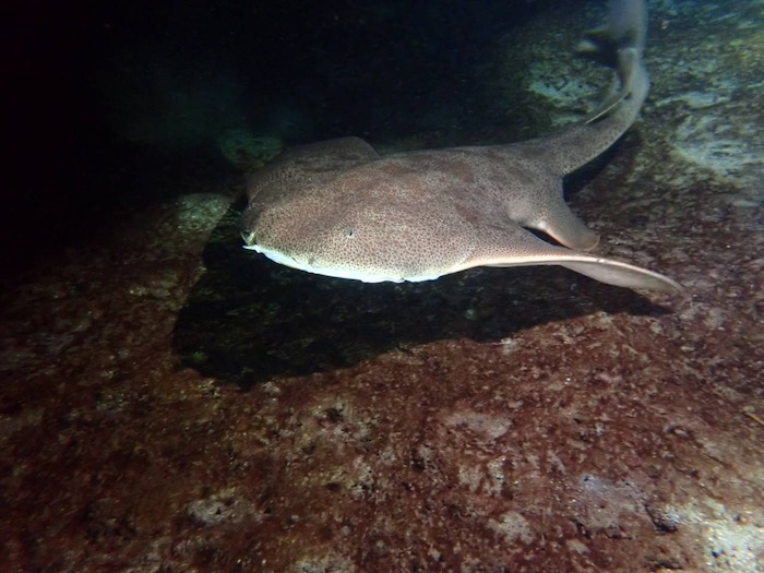 カスザメやエイの仲間など、大物生物との遭遇にドキドキ！

