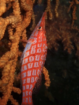 こんな時こそ、クダゴンベなどマクロにも期待！

