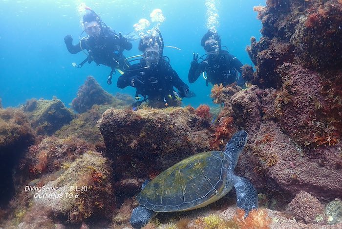 これからの夏のシーズンは、浅場にやってくるアオウミガメが名物です♪

