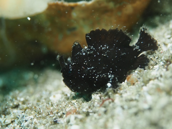 カエルアンコウの幼魚。何度見ても病みつきになるかわいさ！

