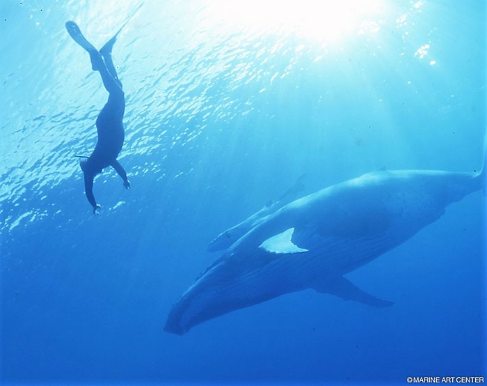 タヒチ・フレンチポリネシアではザトウクジラに遭遇するチャンスも！
Photo by Marine Photo Library