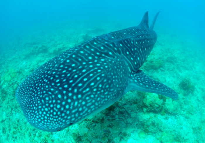 モルディブのサファリではマリンダイビングの取材でもジンベエザメに遭遇！
Photo by Marine Photo Library