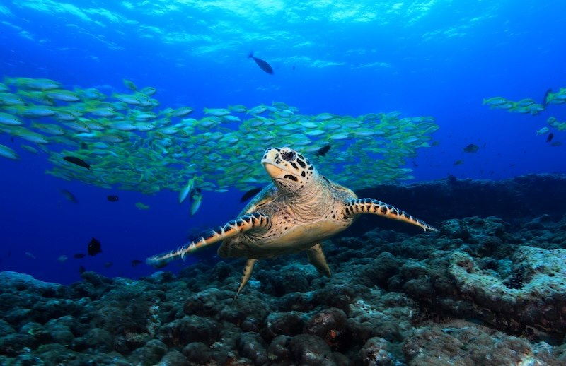 竜宮城の使い、ウミガメも人気ランキングでトップ10入り！
Photo by Marine Photo Library