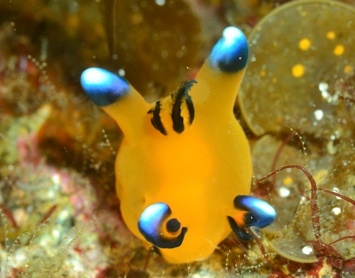 ピカチュウの愛称で一躍人気モノになったウデフリツノザヤウミウシ
Photo by Marine Photo Library
