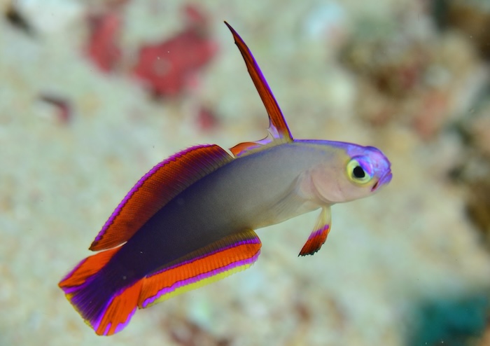 インドネシアで撮影された、紫がかったアケボノハゼ（Elegant firefish）
Photo by Marine Photo Library
