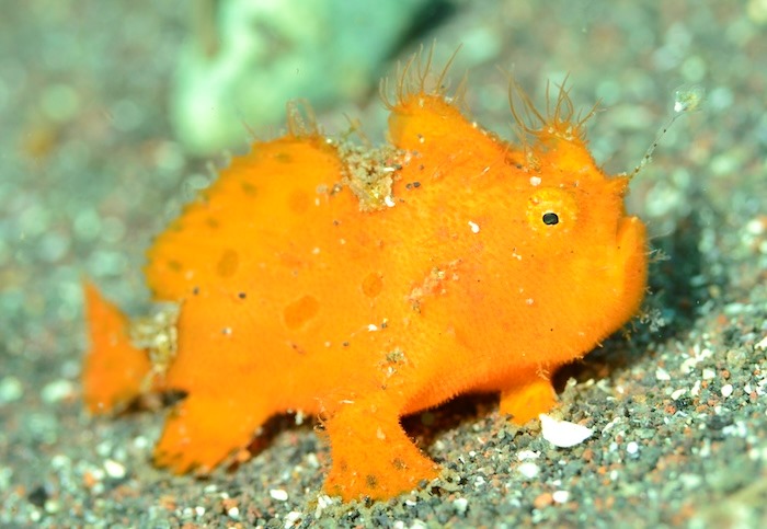 関東ダイバーのホームグラウンド、伊豆半島近海でも人気のカエルアンコウ（写真は大瀬崎）
Photo by Marine Photo Library