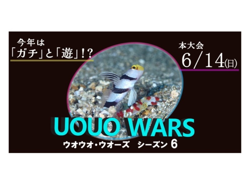 黄金崎でお魚探しイベント「UOUO WARS」開催！
