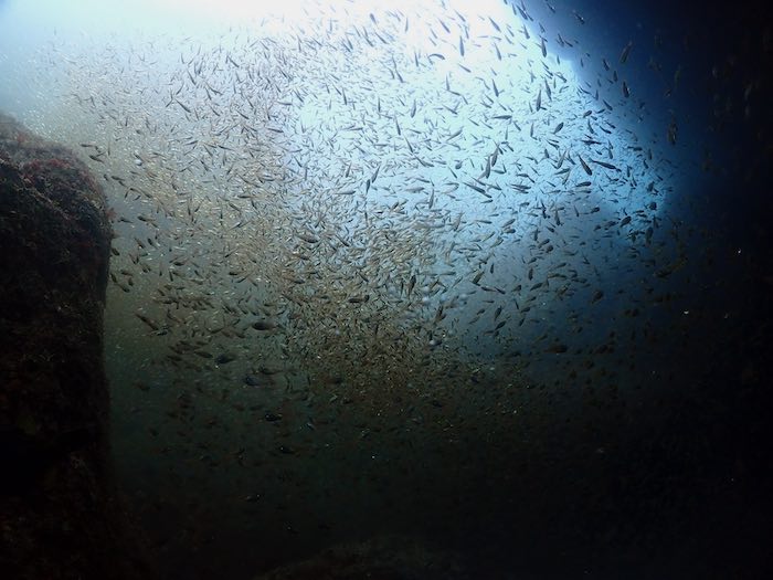 爆発的な魚群が見られています

