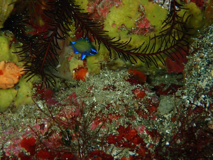 ブルーが美しいアマミスズメダイの幼魚

