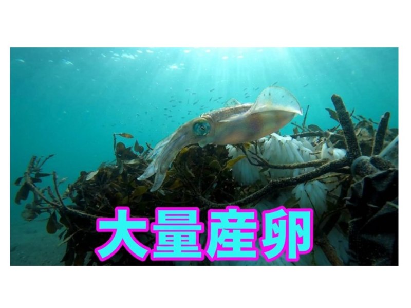千葉・館山の沖ノ島でアオリイカの産卵が本格化！