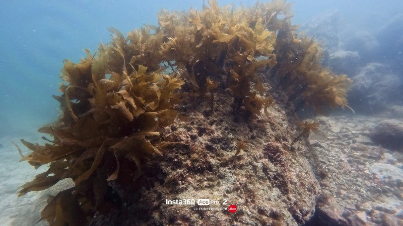 活動によって海藻が生えてきています！

