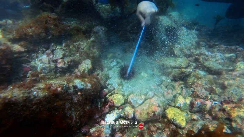 前回活動時のウニ駆除のようす

